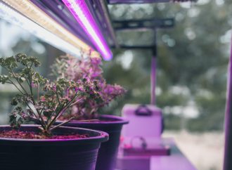 Jak dobrać lampę do uprawy roślin? – oświetlenie LED w roli głównej